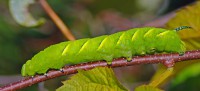 /album/udanaphotonature/animgp3944-modifie-1-jpg/
