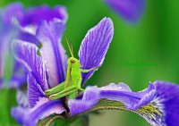 /album/udanaphotonature/imgpsautsw-jpg/