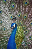 /album/animaux/imgp4382m-modifie-2sw-modifie-1-jpg/