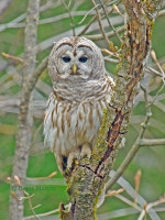 /album/animaux/choutterayeesw-jpg1/
