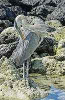 /album/animaux/imgp7648m-modifie-1sw-jpg1/