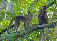 /album/animaux/imgp8450m2sw-jpg1/