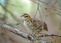 /album/animaux/gelinotted-marois-7ns-modifie-1sw-jpg/