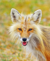 /album/animaux/renardd-marois-1ns-modifie-1sw-jpg/
