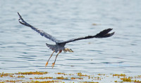 /album/animaux/grandherond-marois-6sw-jpg/