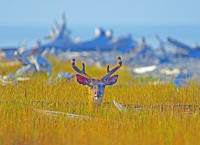 /album/animaux/imgp3085m1-modifie-1sw-jpg/