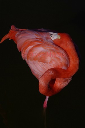 Flamant rose (26)