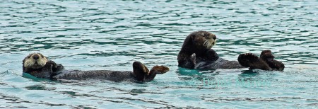 Loutre de mer (47)