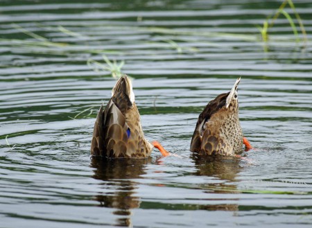 Canard colvert (55)