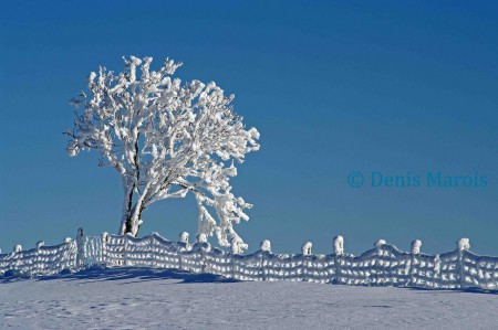 Paysage d'hiver Québec (57)