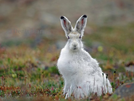 Lapin Arctique (132)