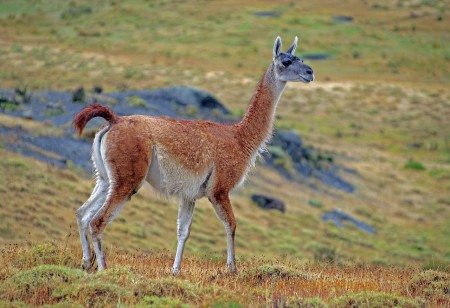 Guanaco (138)