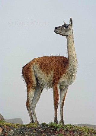 Guanaco (142)