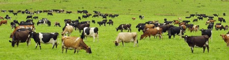 Vaches laitières (319)