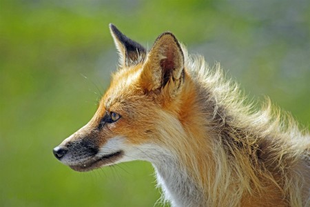 Renard roux