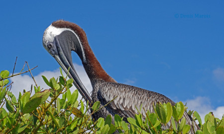 Pélican