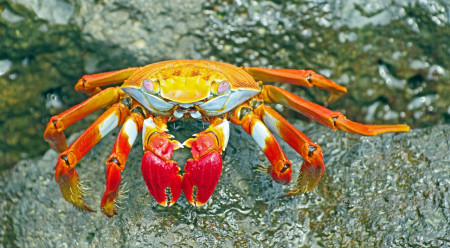 Crabe des Galapagos
