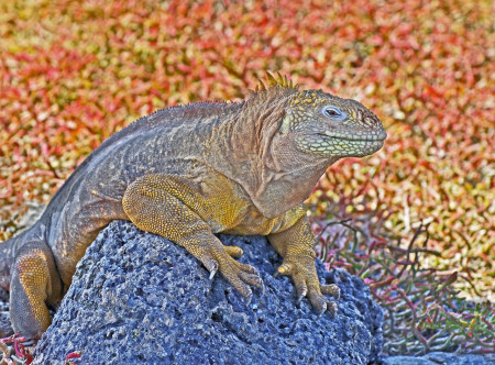 Iguane terrestre des Galapagos