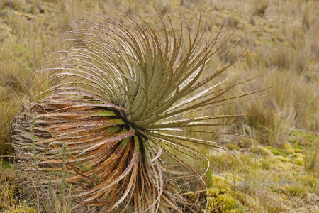 Puya clava-herculis