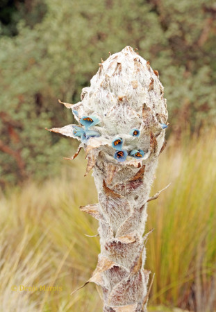 Genera-puya