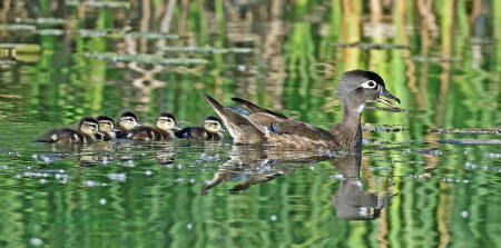 Canard branchu